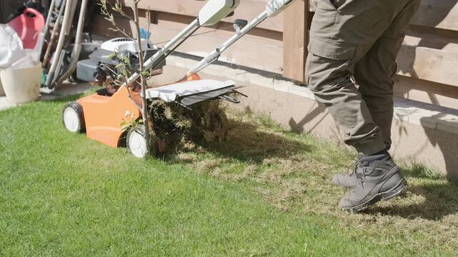 A man uses a professional gasoline scarifier to remove moss and thatch from a green lawn in a private house backyard.