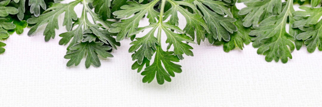 Fresh green leaves of common mugwort arranged on a white background in a simple layout for herbal use