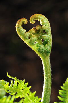 Eagle Fern (Pteridium aquilinum)