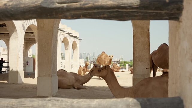 Slow Motion Camels Resting in Souq Waqif Courtyard, Cinematic Traditional Heritage and Old Doha Atmosphere Qatar
