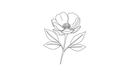 Obraz premium Line drawing of a single anemone flower with leaves with the illustration is clean