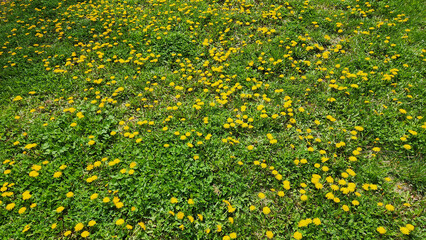 Common dandelion (Taraxacum officinale), a member of the Asteraceae family and one of the most iconic spring wildflowers, characterized by bright yellow composite flower heads © cilicia