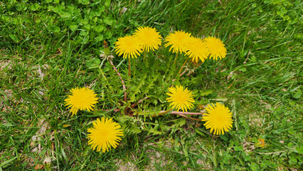 Common dandelion (Taraxacum officinale), a member of the Asteraceae family and one of the most iconic spring wildflowers, characterized by bright yellow composite flower heads © cilicia