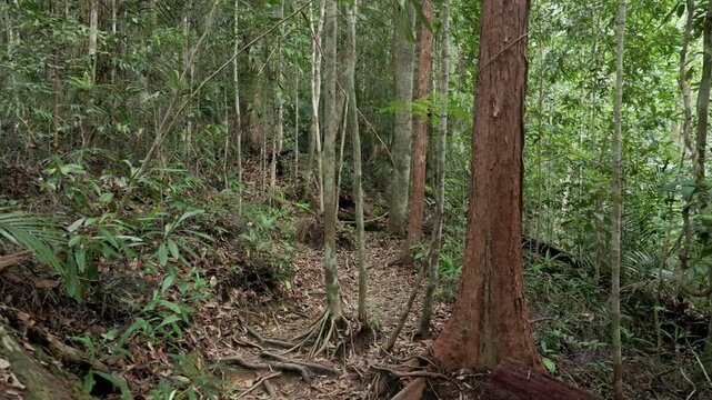 Handheld panning shot across a dense tropical rainforest trail in Malaysia