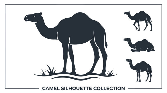 Camel silhouette collection black icons set with standing and lying dromedaries