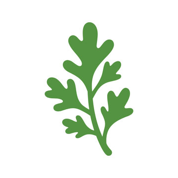 Botanical illustration of a green cilantro sprig on a white background for culinary use