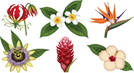Exotic tropical flower collection with hibiscus plumeria heliconia and passionflower vector illustration set © Shabita