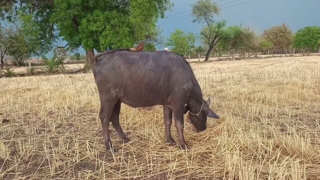 Indian buffalo grazing in a dry agricultural field with green trees and cloudy sky in the background