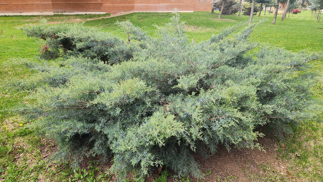 A Juniperus squamata (blue star juniper), a compact evergreen conifer used as a ground cover, known for its silvery-blue needle-like foliage, slow growth, and dense,  valued in landscaping