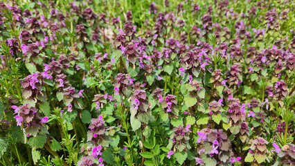 Fototapeta premium Lamium purpureum (red dead-nettle), a common wild plant in the Lamiaceae family, characterized by its soft, hairy leaves with purplish upper growth and small pink to purple tubular flowers,