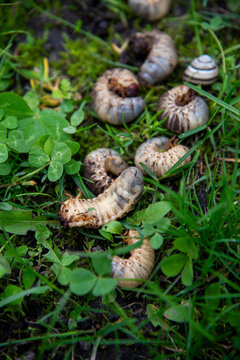 Cockchafer larvae, segmented semi-transparent worms with brown head capsules, digging mandibles and short legs. Grubs creeping in the clover lawn. Scoleciphobia object. Garden pests.