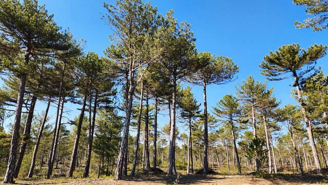 A dense Anatolian black pine forest (Pinus nigra subsp. pallasiana), characterized by tall, straight trunks formed by light competition, and a high canopy where crowns expand and merge, creating a con