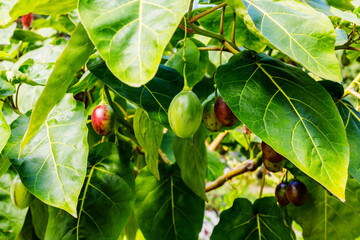 Fototapeta premium Garden with fruit growing among green leaves in sunny weather