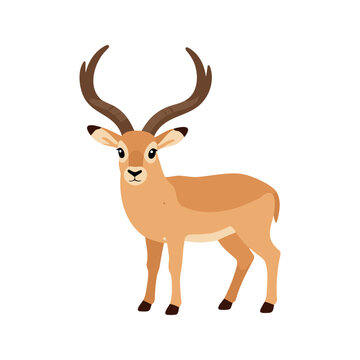 Charming common tsessebe antelope stands gracefully against a white background