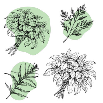 Basil, parsley and tarragon. Vector illustration. Herbs for the kitchen, the drawing is isolated on the background