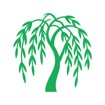 Weeping willow tree with hanging branches and leaves in the color green on white
