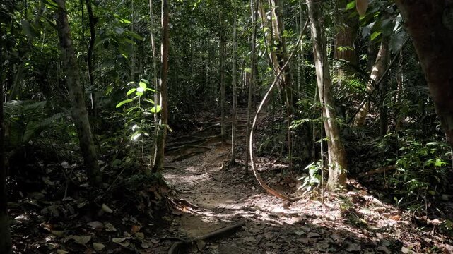 Handheld panning shot of a dirt path through Taman Negara tropical rainforest