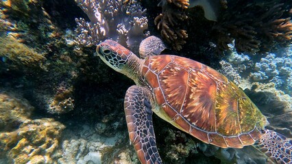 Fototapeta premium Close up to a green sea turtle showcasing its intricate shell patterns with the dense coral colonies in the background. Wildlife sighting in Dauin, Philippines