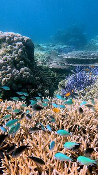 Colorful blue-green chromis, ternate chromis and lemon damsel among dense staghorn corals with the mystical view of the reef in the background in the renown diving destination in Dauin, Philippines