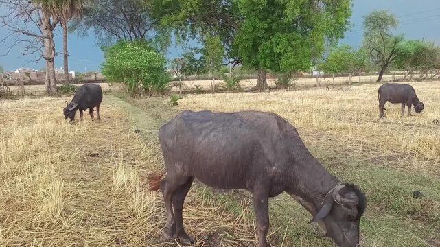 A group of Indian buffaloes grazing in a harvested dry field with lush green trees and a dramatic cloudy sky background.