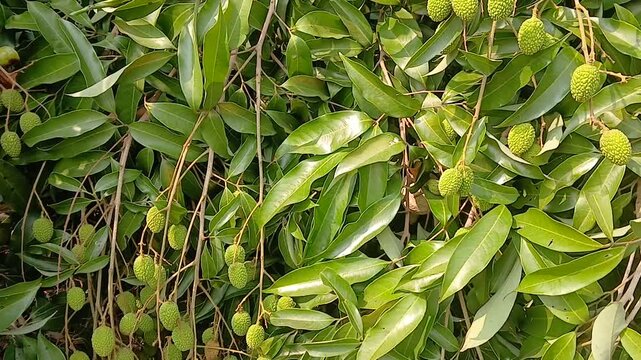 Video of green litchi in India.