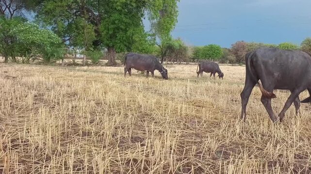 A group of Indian buffaloes grazing in a harvested dry field with lush green trees and a dramatic cloudy sky background.