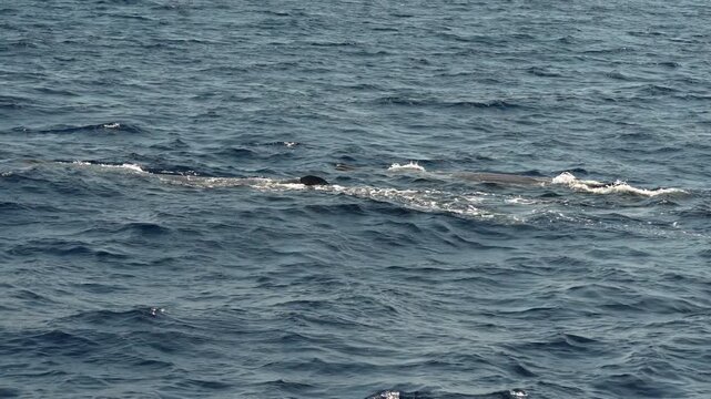 two spermwhales sperm whale together breathing on sea surface