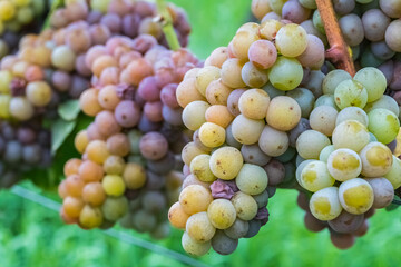 Bunches of grapes hang from vines in a vineyard during the grape harvest season © Fleuronica