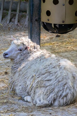 Naklejka premium Sheep resting on the ground, showing its thick wool fleece in a farm environment