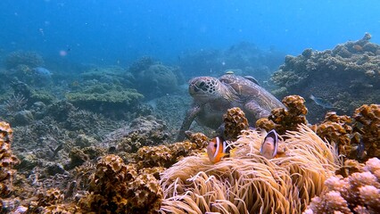 A green sea turtle behind a colony of corkscrew anemone guarded by Clarks anemonefisn in the coral reef of Dauin, Philippines © MarieXMartin