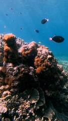 Fototapeta premium Coral bommies and several pinktail trigger fish swimming over it in clear blue water, showcasing the rich marine biodiversity in Dauin, Philippines