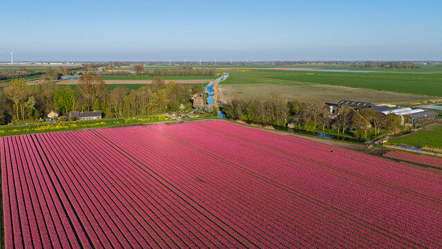 Aerial view of Westuit Nr. 7 windmill and vibrant pink tulip fields with farm buildings and a narrow canal in Aartswoud, Noord-Holland, Netherlands.