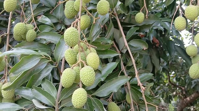 Video of green litchi in India.