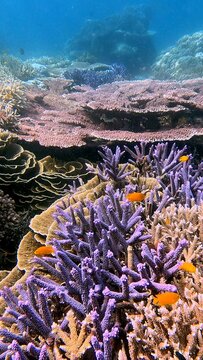 Purple Acropora parilis inhabited by lemon damsel amidst turbinaria reniformis and acropora millepora in a stunning vibrant underwater scene in Dauin, Philippines