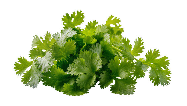 Fresh vibrant cilantro leaves bunch close-up view