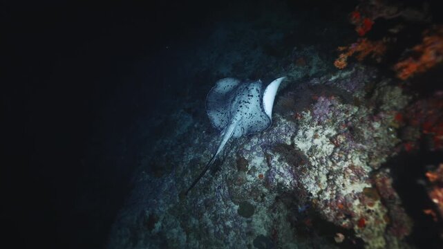 Divers shine a lantern deep underwater. Night diving in the Red sea near Egypt. Stingray, Underwater landscape, rocky pinnacles, canyons, walls and caves. Beautiful marine life ready for exploration.