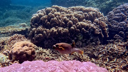 A blackspotted puffer (Arothron nigropunctatus) navigates through complex structures of a coral reef. Dauin, Philippines © MarieXMartin