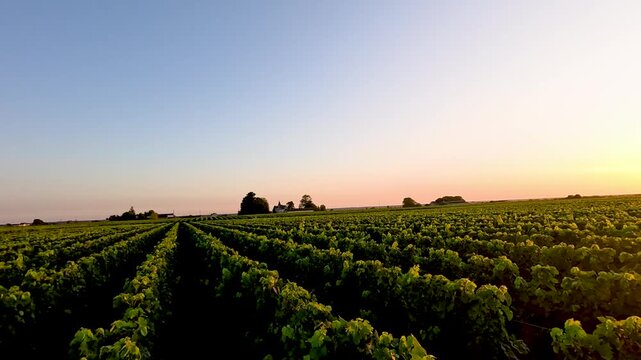 Drone footage flies over lush green vineyard at sunset with rows of grapevines stretching to horizon.
