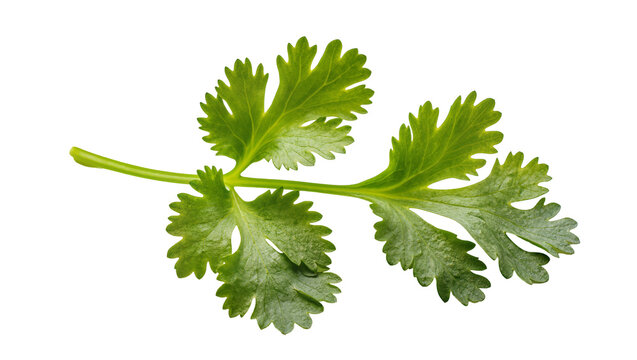 Fresh vibrant green cilantro sprig with delicate leaves and stem