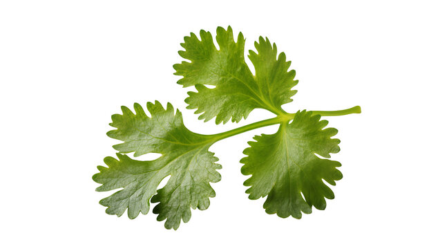 Fresh vibrant green cilantro leaves sprig close-up