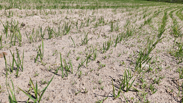 A wheat field in the tillering stage, showing young green shoots spreading across fertile, mineral-rich soil typical of rural agricultural landscapes, with modern mechanized farming practices