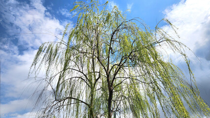 Fototapeta premium A weeping willow (Salix babylonica), an elegant tree recognized by its long, slender, drooping branches that create a cascading canopy of fresh green leaves, near water bodies and symbolizing grace an