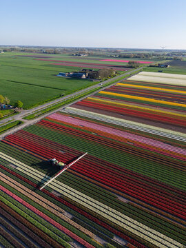 Aerial view of vibrant tulip fields with a tractor working between colorful rows of flowers under a clear sky in the Netherlands.