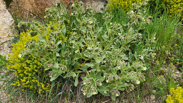 A flowering Oriental Alkanna (Alkanna orientalis), a member of the Boraginaceae family, is a wild plant characterized by soft, hairy foliage and bright yellow tubular flowers, commonly found on rocks