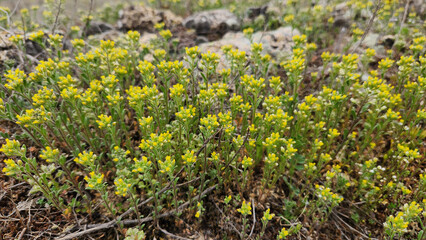 Obraz premium Alyssum alyssoides (Small Alison), commonly known as kuduz otu, is a small wild flowering plant in the Brassicaceae family, characterized by tiny pale yellow to white clustered flowers