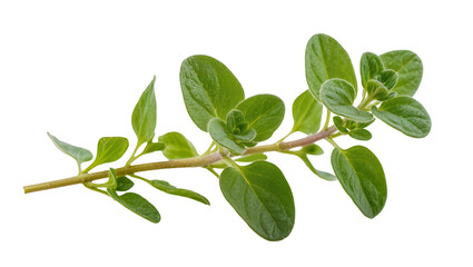 Fresh green oregano sprig with leaves and stem © Aline