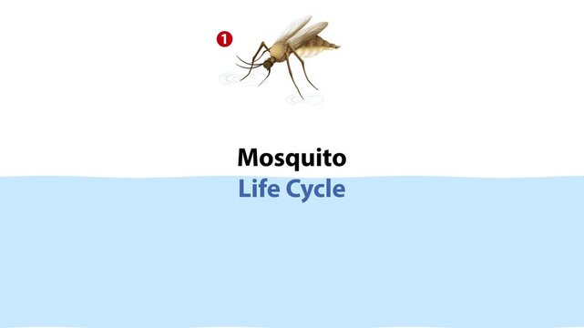 Educational animation showing mosquito life cycle from adult to egg larva and pupa.