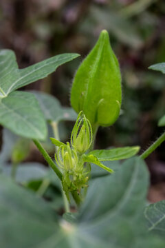 Close-up macro of unbloomed green flower buds and young shoots with fine fuzzy hairs, surrounded by fresh foliage in a natural garden.