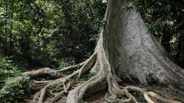 Handheld shot of massive buttress roots of a giant tree in Taman Negara Rainforest, Malaysia