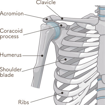 肩関節 Illustration of the shoulder joint